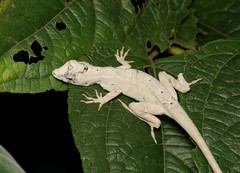 Anolis lyra