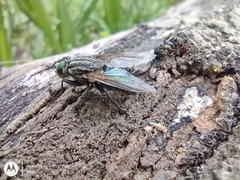 Sarconesia chlorogaster