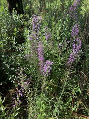 Liatris gracilis
