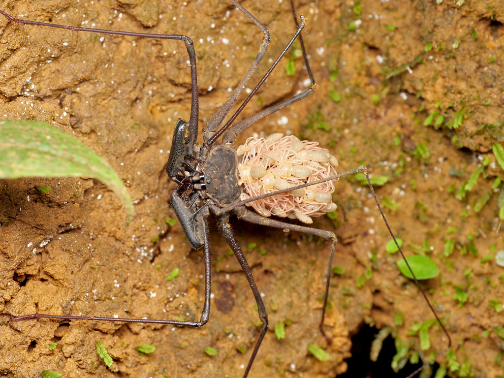Phrynoidea