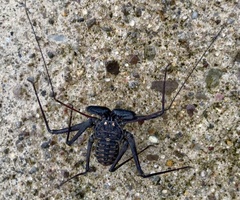 Phrynus whitei