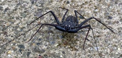 Phrynus whitei