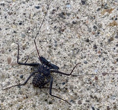 Phrynus whitei