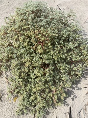 Tidestromia lanuginosa