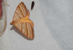 Mimoclystia pudicata