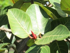 Ficus trichopoda