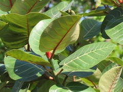 Ficus trichopoda