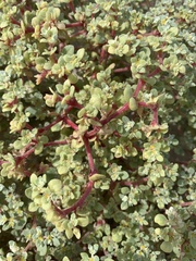 Tidestromia lanuginosa