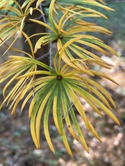 Pseudolarix amabilis