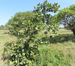 Ficus trichopoda