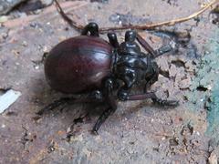 Brachycerus farctus