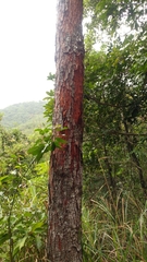 Artocarpus hypargyreus