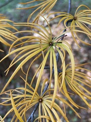 Pseudolarix amabilis