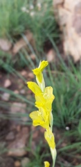 Gladiolus woodii