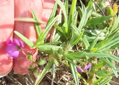 Polygala sphenoptera