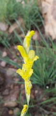Gladiolus woodii