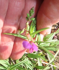 Polygala sphenoptera