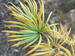 Pseudolarix amabilis