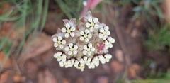 Asclepias fallax