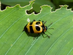 Oligocorynus jansoni