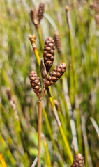 Nevillea obtusissima