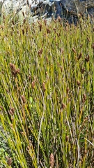 Nevillea obtusissima