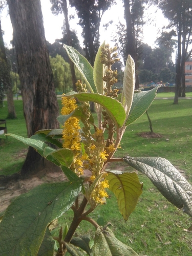 Image of Abatia parviflora by (c) GERMAN LEONEL SARMIENTO CRUZ, some rights reserved (CC BY)