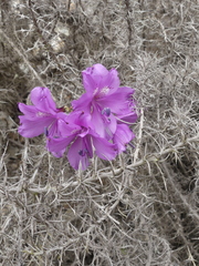 Alstroemeria violacea