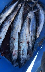 Scomberomorus cavalla