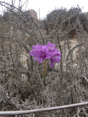 Alstroemeria violacea