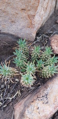 Euphorbia davyi