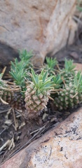 Euphorbia davyi