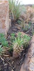 Euphorbia davyi