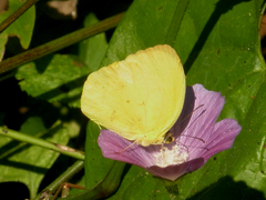 Pyrisitia dina