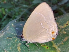 Strephonota