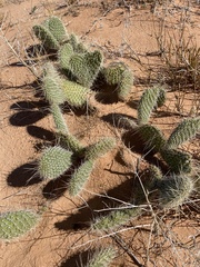 Opuntia trichophora