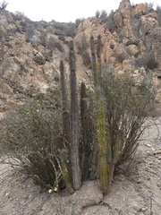 Eulychnia taltalensis