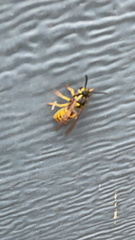 Vespula germanica