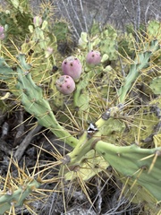 Opuntia stricta
