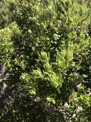 Phylica buxifolia