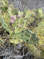 Opuntia stricta
