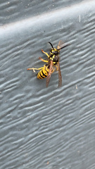 Vespula germanica