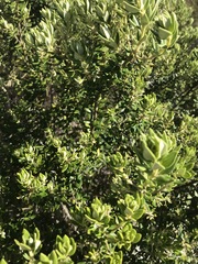 Phylica buxifolia