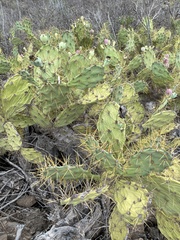 Opuntia stricta