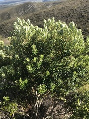 Phylica buxifolia