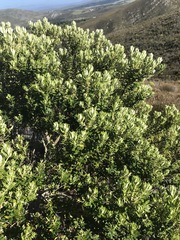 Phylica buxifolia