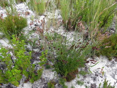 Thamnochortus lucens