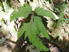 Selaginella delicatula