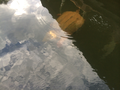 Macrochelys temminckii