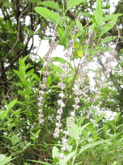 Buddleja racemosa